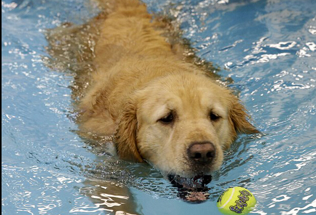 宠物,狗瑜伽,减肥,水动力吸脂