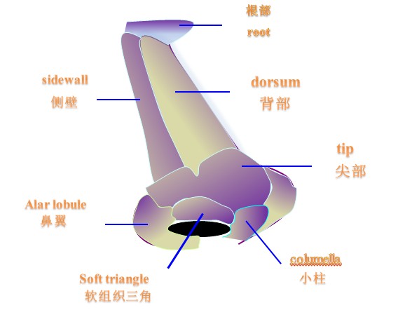 鼻整形,示意图,长春好的整形医院