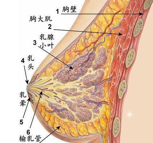 精致胸部,标准,手感,长春好的整形医院
